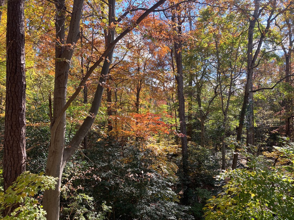 Fall foliage on the Emory University campus